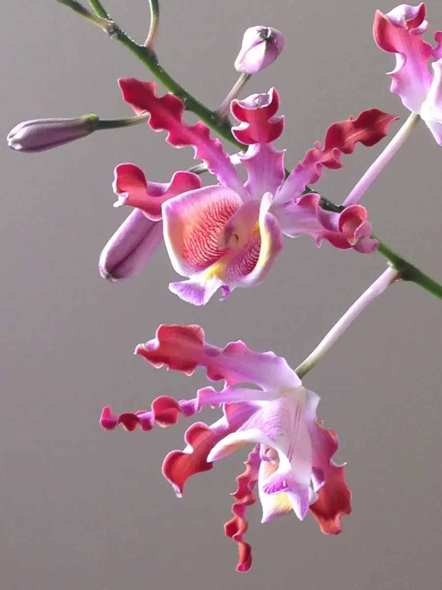 希少 洋蘭原種 Myrmecophila ミルメコフィラ フンボルティ アリ