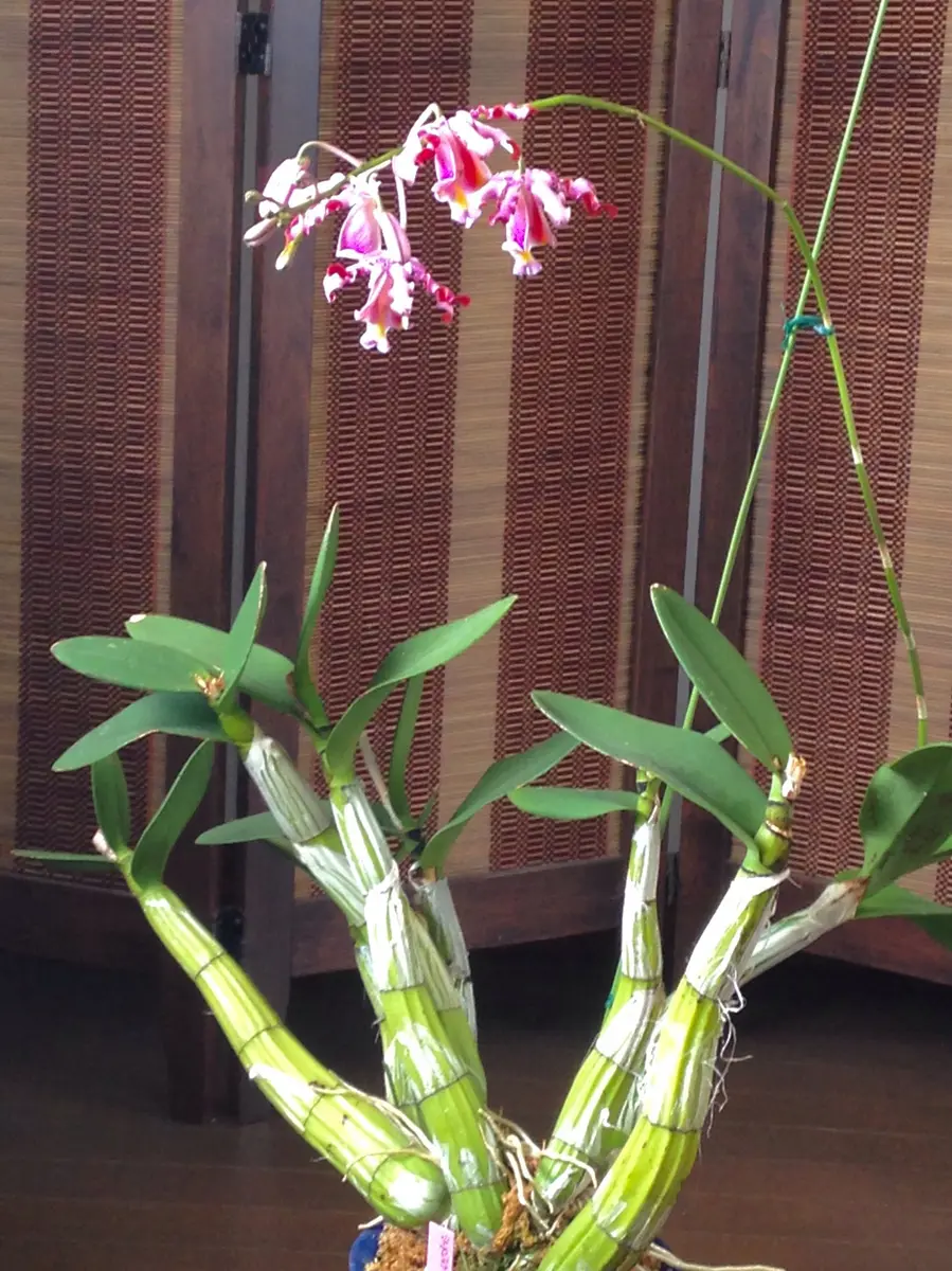 希少 洋蘭原種 Myrmecophila ミルメコフィラ フンボルティ アリ植物
