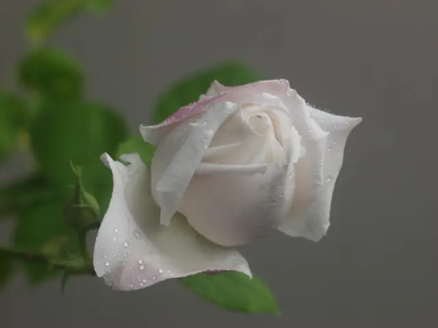 開きかけた白い薔薇はお好きですか？｜園芸日記byらりこ｜みんなの趣味