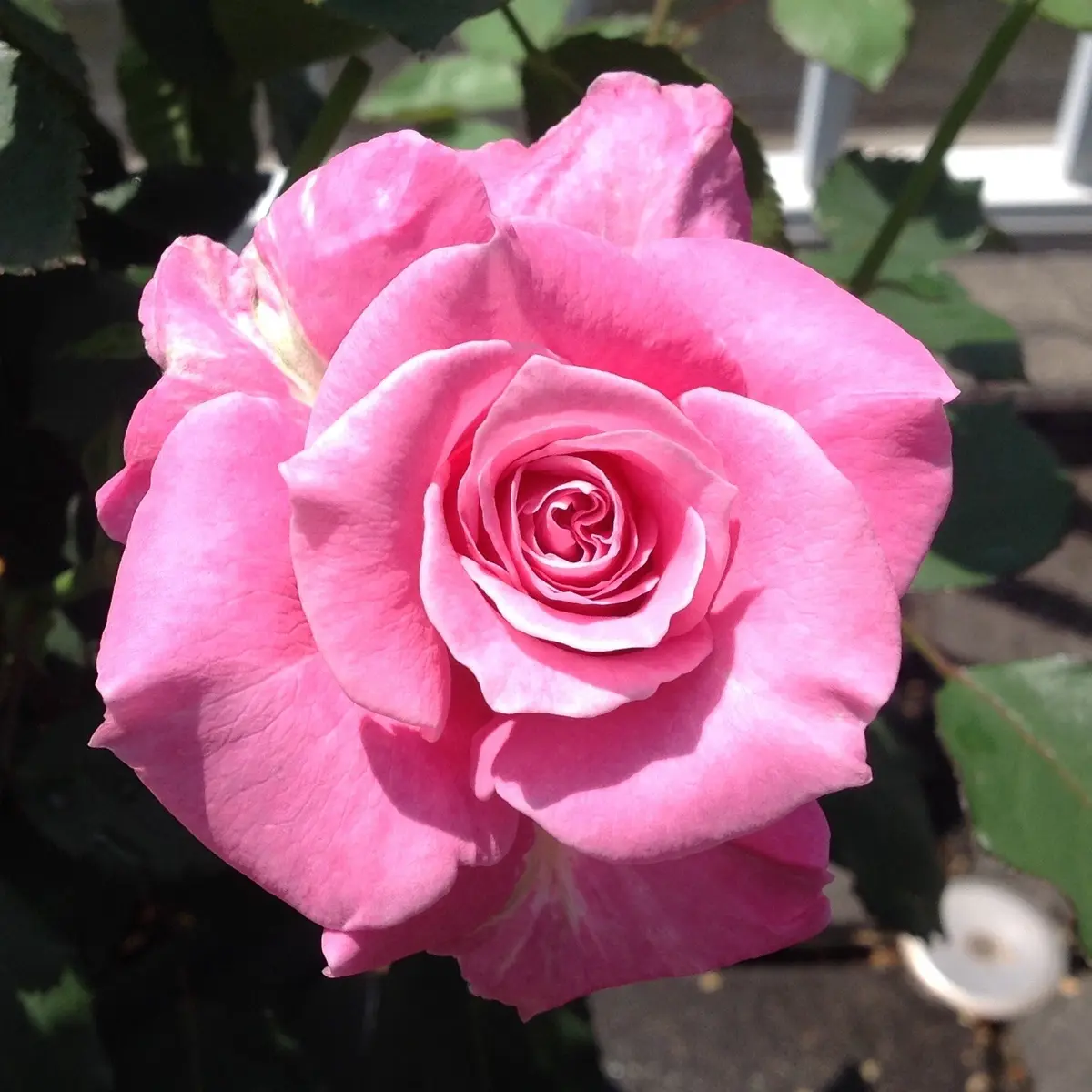 今朝の香る薔薇…河本バラ園！｜園芸日記by八千代椿｜みんなの