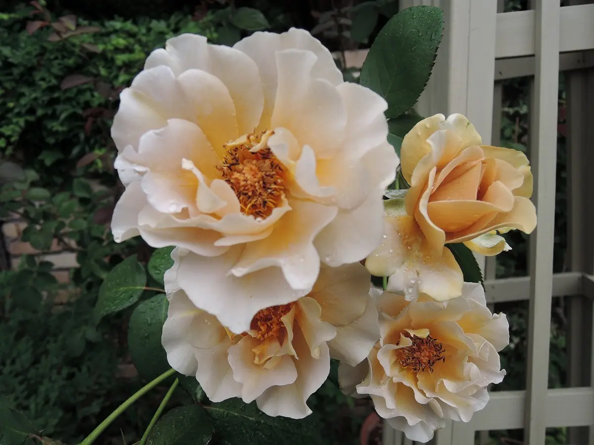 バラの2番花｜園芸日記by天野麻里絵｜みんなの趣味の園芸｜235434