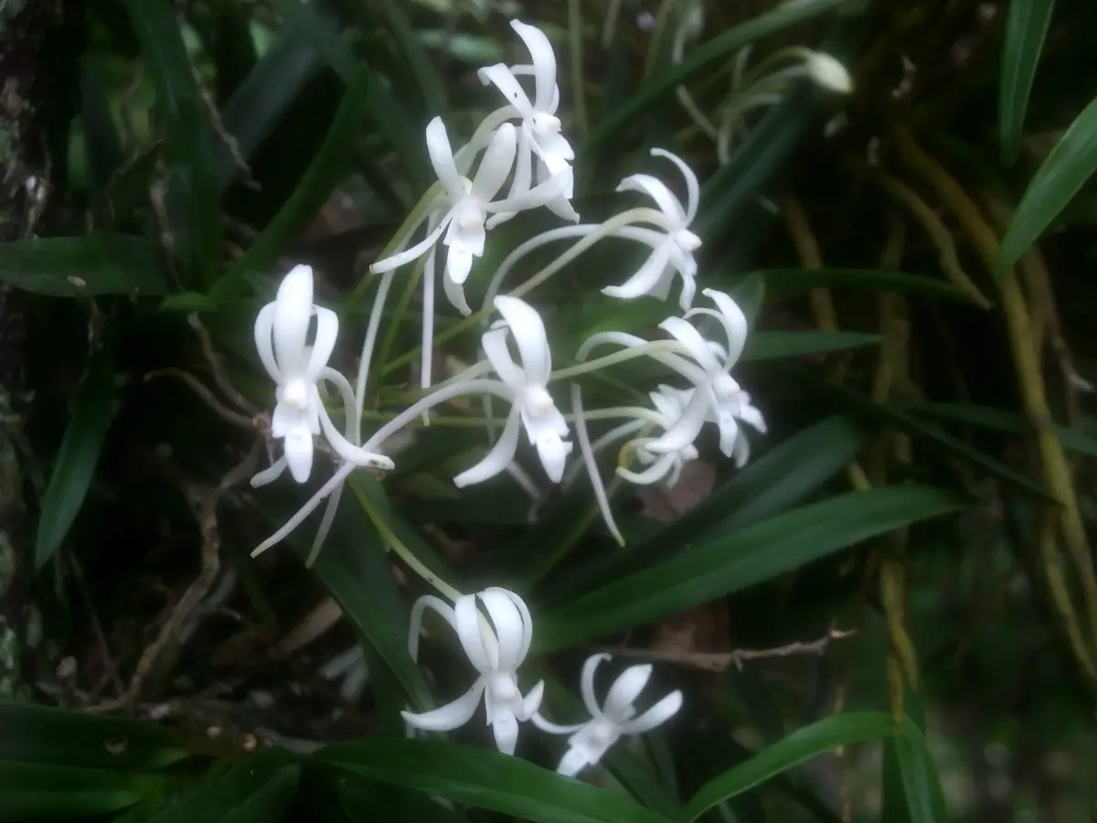 元気な風蘭　中苗　白い花 風蘭 #富貴蘭 #鉢植え #お花 #おはな #白い花 #花の香り #蘭