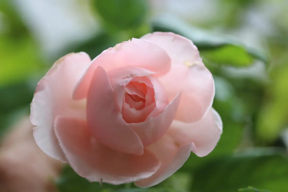 今週末特価！数量限定！超強香！超強健！大輪！フランス原産切り花品種　バラ苗 蕾付き❣️数量限定！超強香！超強健！大輪！フランス原産切り花品種 バラ