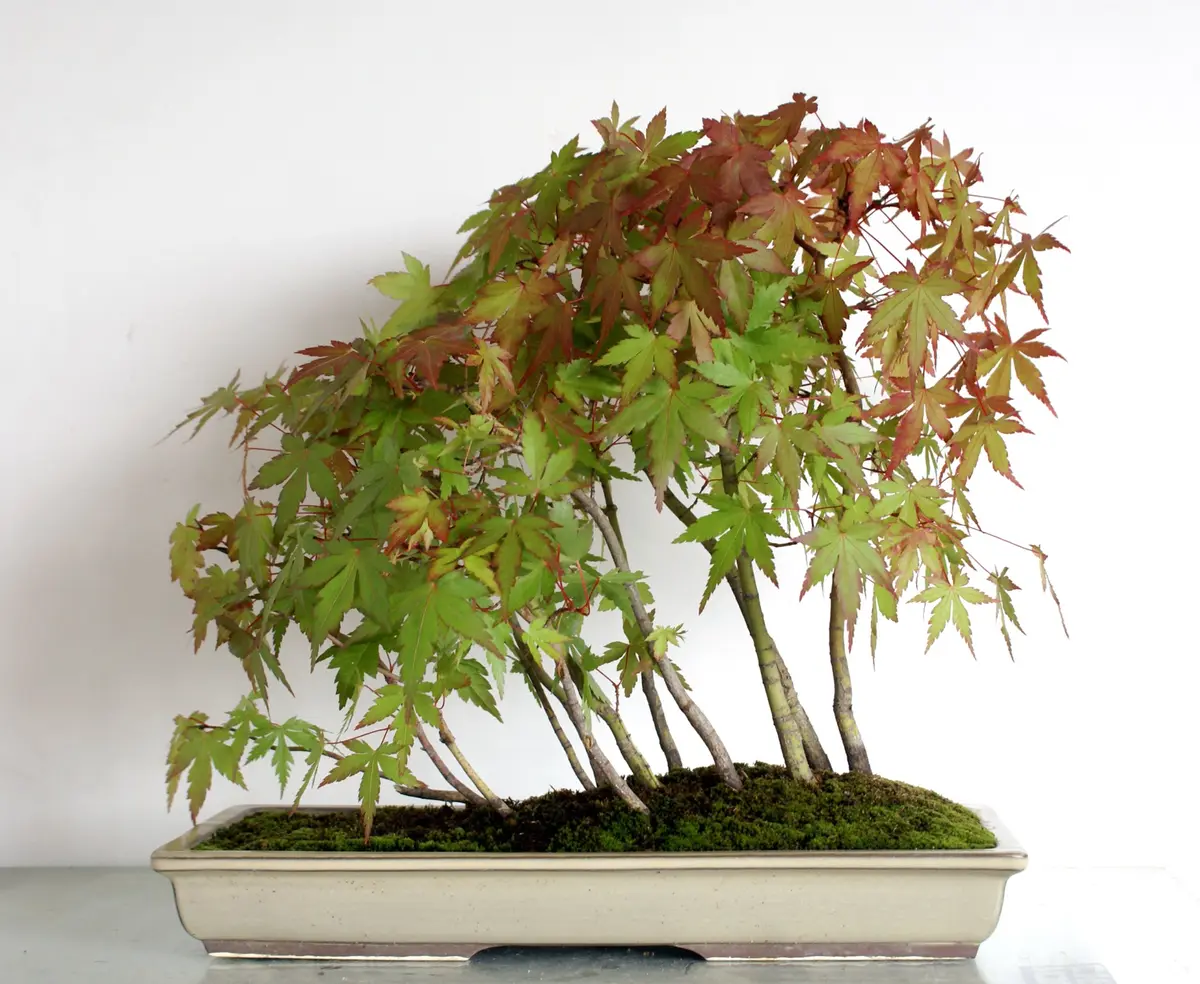 ヤマモミジ盆栽❶ ヤマモミジの寄せ植え盆栽｜園芸日記byディスカス｜みんなの趣味の園芸