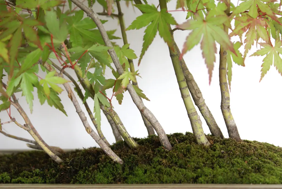 ヤマモミジの寄せ植え盆栽｜園芸日記byディスカス｜みんなの趣味の園芸