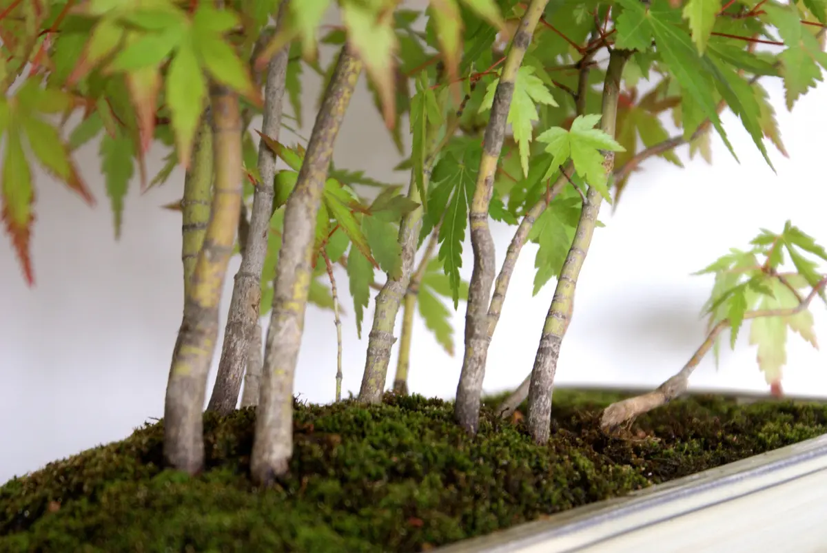ヤマモミジの寄せ植え盆栽｜園芸日記byディスカス｜みんなの趣味の園芸