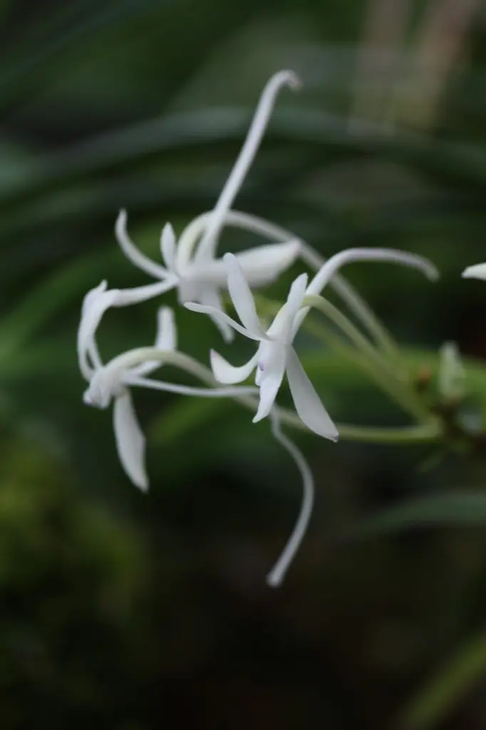 赤花のフウラン と 富貴蘭「四国甲龍」、 「紀州緑風」｜園芸日記