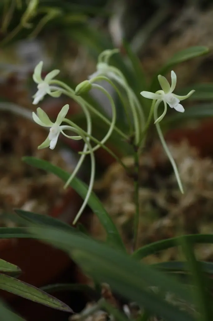 赤花のフウラン と 富貴蘭「四国甲龍」、 「紀州緑風」｜園芸日記