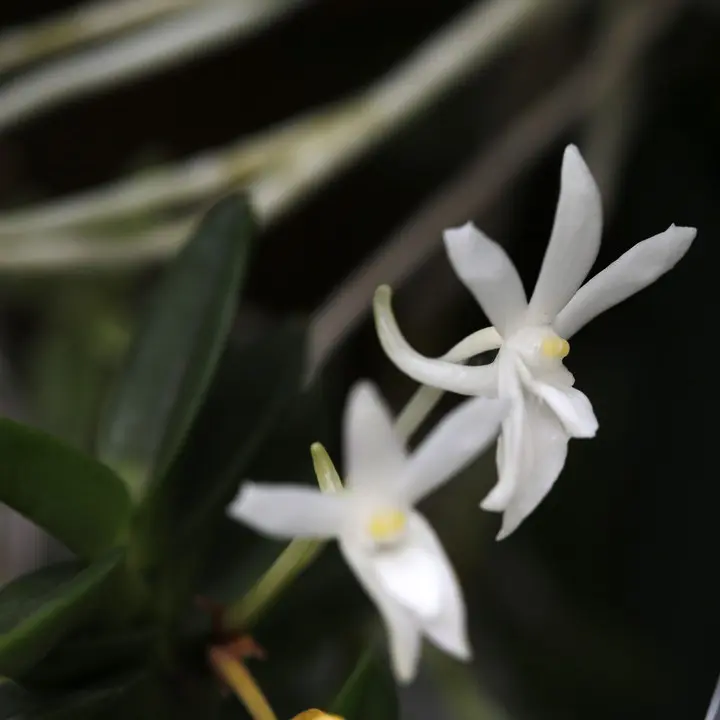 植物と暮らせば園芸楽