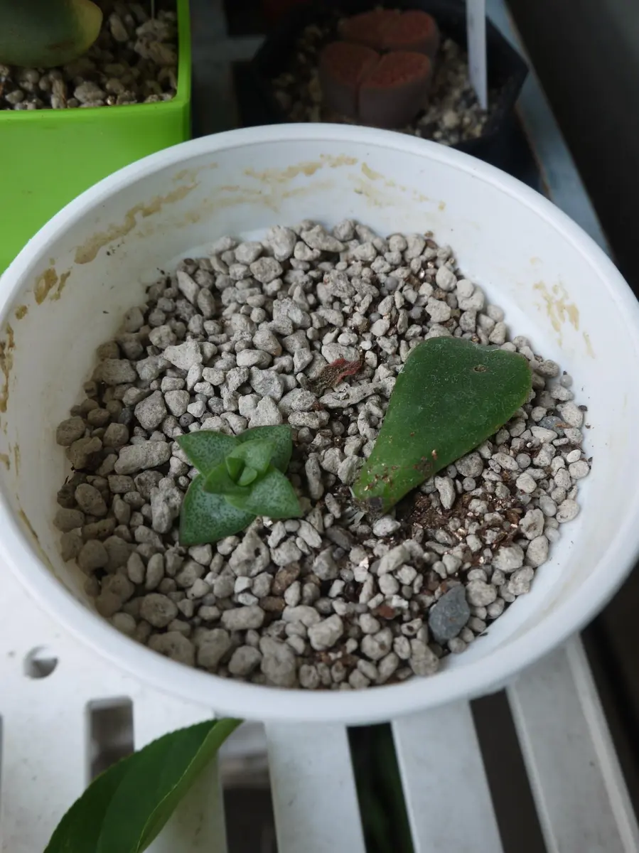 専用　多肉植物　プベスケンス　葉挿し 多肉植物の増やし方・葉挿しにチャレンジしてみよう♬ | タニ