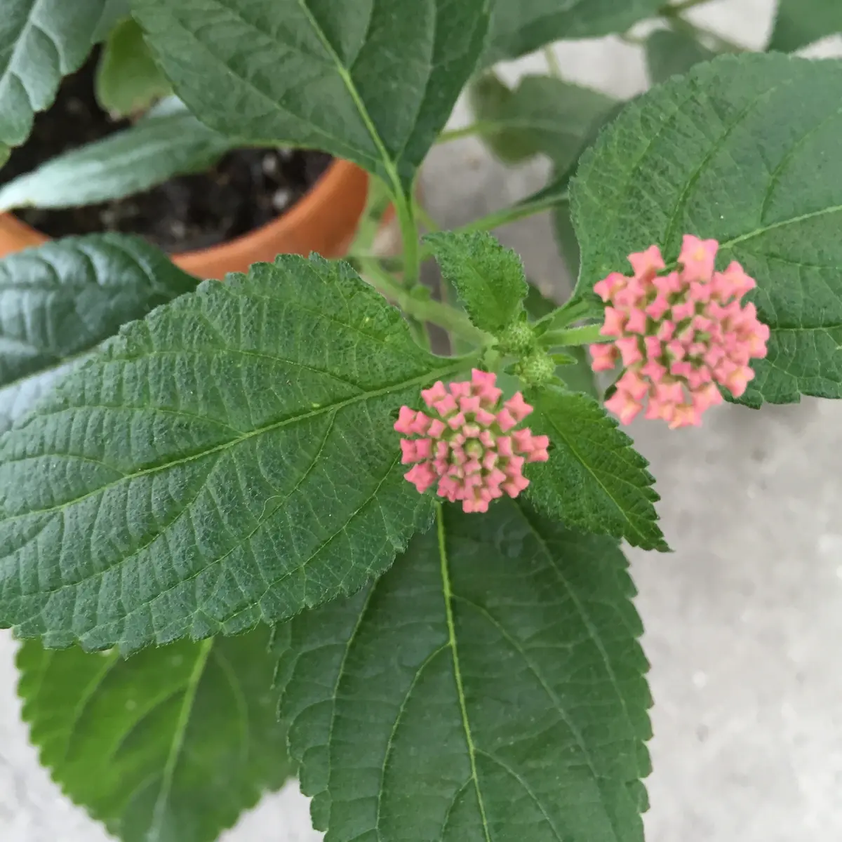 枯れ木に花が咲いた❤︎｜園芸日記byglow｜みんなの趣味の園芸｜238955