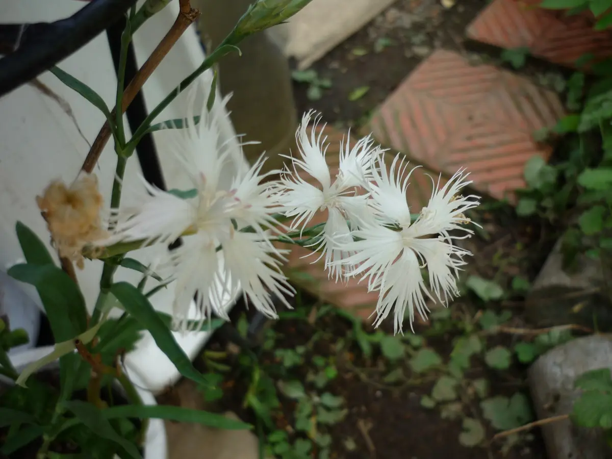 白い花が咲きました｜園芸日記by東雲503｜みんなの趣味の園芸｜241803