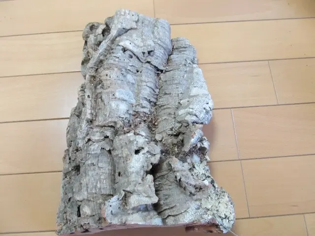 コルクにぐるぐる巻き。チランジア・キセログラフィカ｜園芸日記byうさ