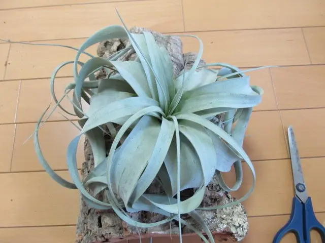 コルクにぐるぐる巻き。チランジア・キセログラフィカ｜園芸日記byうさ