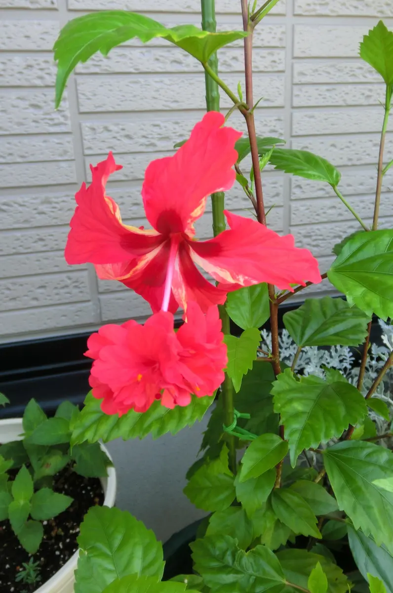 ハイビスカス・レッドフラミンゴ｜園芸日記byfuchi｜みんなの趣味の