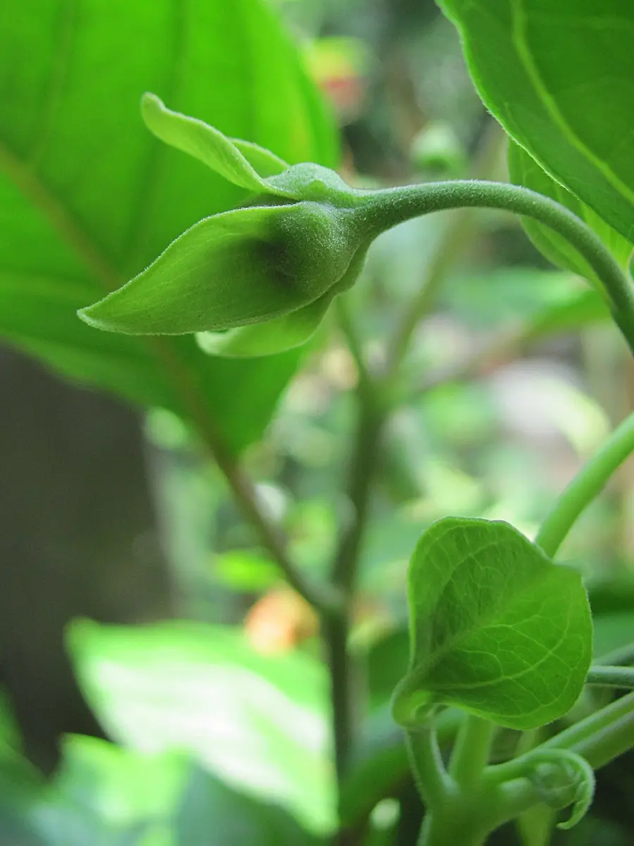 イランイラン鉢植え　開花中　蕾多数　26-2 イランイラン鉢植え 開花中 蕾多数 26-2