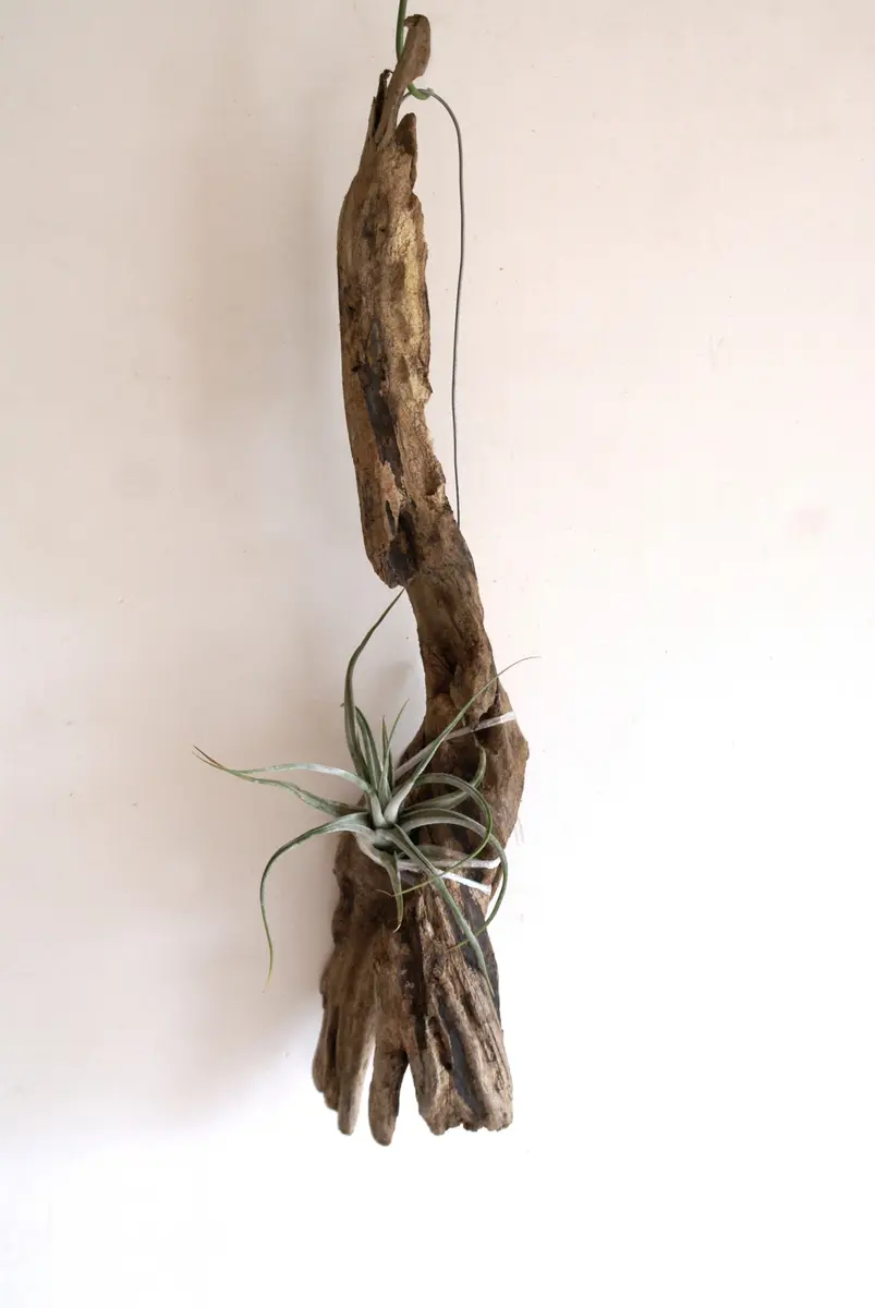 チランジア流木付け　2点セット Amazon.co.jp: 着生植物栽培セット コルクバージョン チランジア
