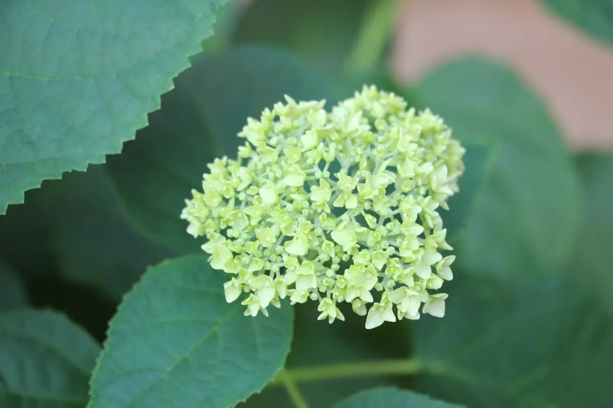 アナベル二度咲き｜園芸日記byアドちゃん｜みんなの趣味の園芸｜243097