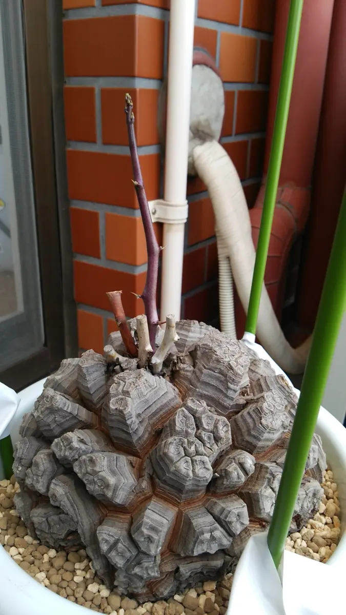 亀甲竜が目覚めてきました｜園芸日記byフォル｜みんなの趣味の