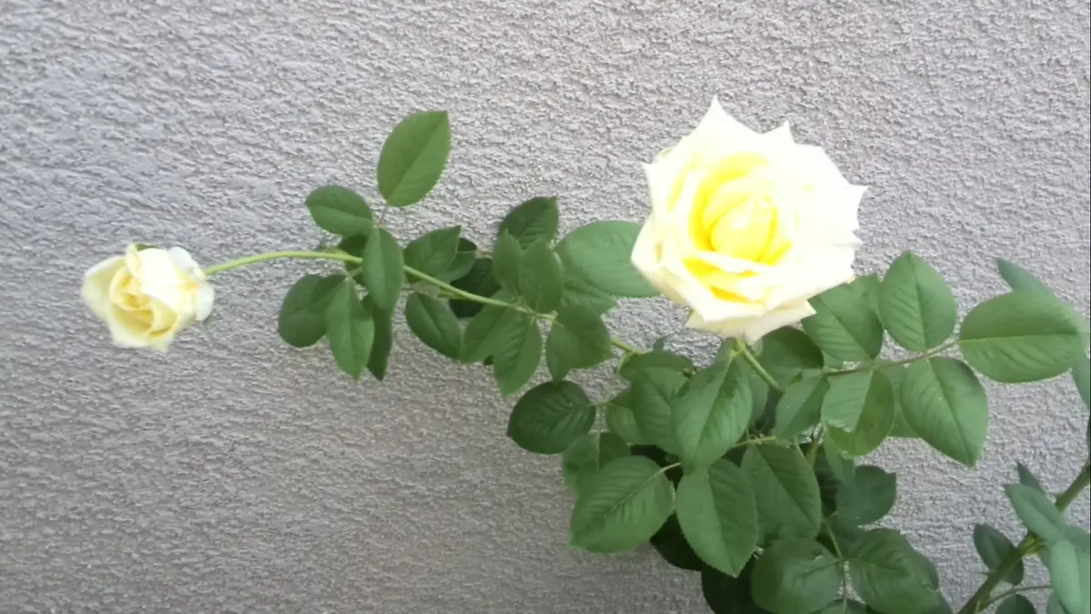 つるバラ 荒城の月｜園芸日記byがぁちゃん｜みんなの趣味の園芸