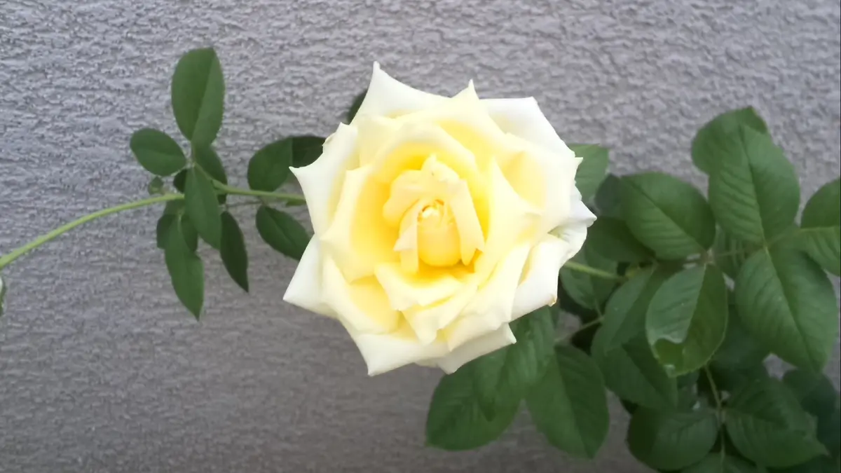 つるバラ 荒城の月｜園芸日記byがぁちゃん｜みんなの趣味の園芸