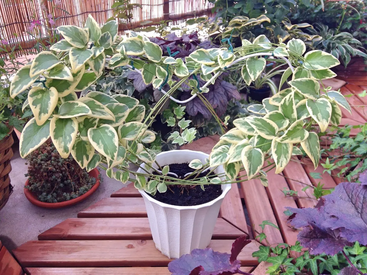 観葉植物 ツゲ キンメツゲ ハートトピアリー仕立て 8号鉢 ◇金目ツゲ