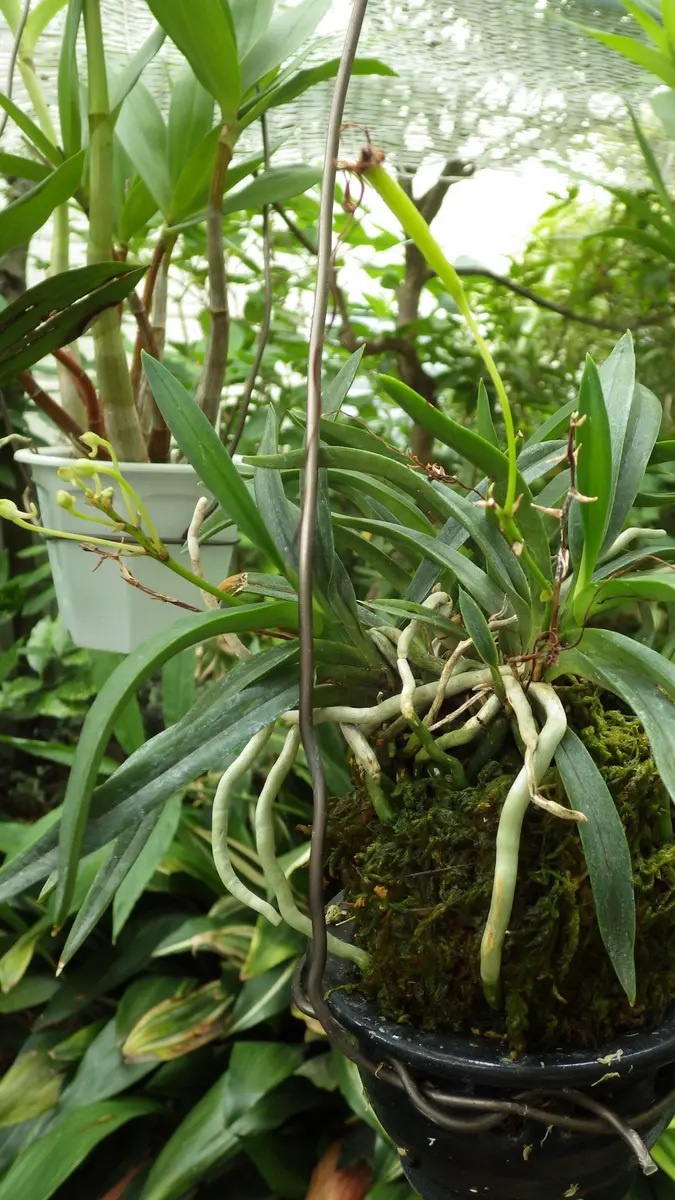 フウランの実｜園芸日記byお散歩カメ吉｜みんなの趣味の園芸｜244293