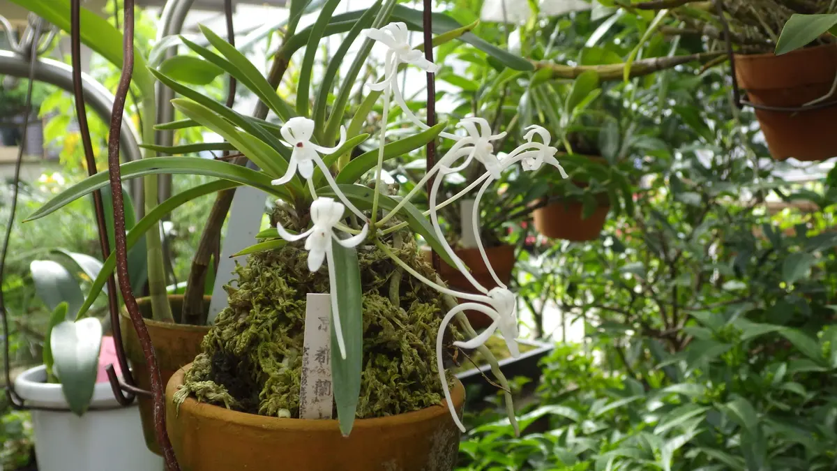 フウランの実｜園芸日記byお散歩カメ吉｜みんなの趣味の園芸｜244293