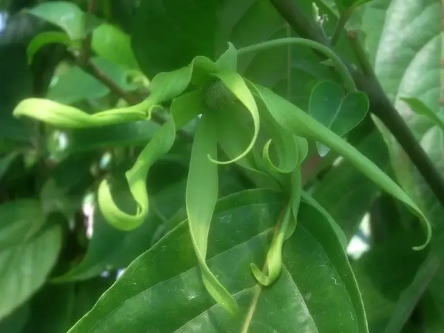 イランイラン｜園芸日記byこんちゃん｜みんなの趣味の園芸｜244804