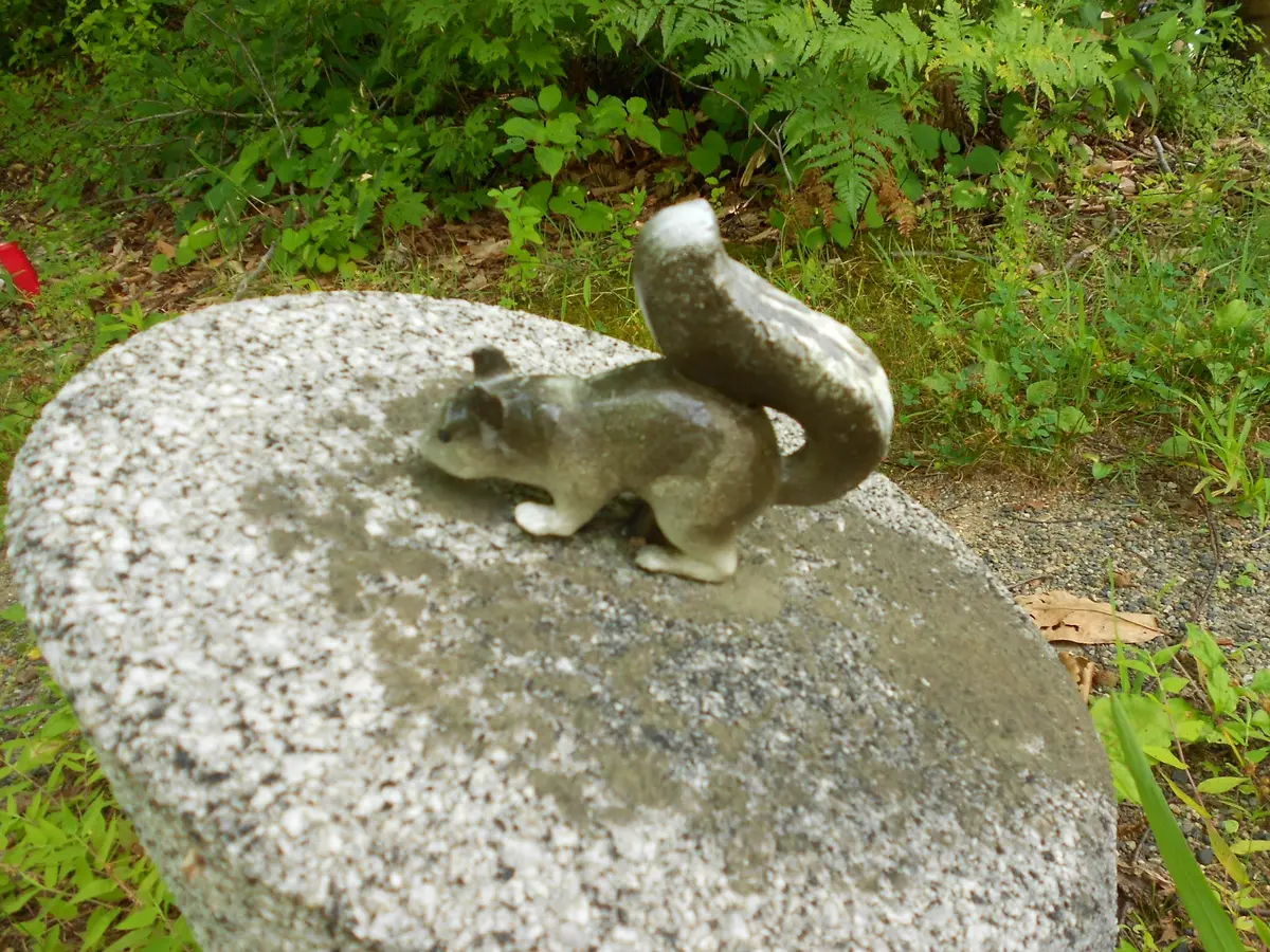 天女の花筏｜園芸日記byえなばーば｜みんなの趣味の園芸｜244985