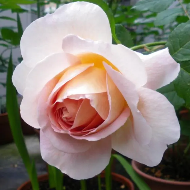 フルーツ香のバラたち｜園芸日記byみーたん｜みんなの趣味の園芸｜24779