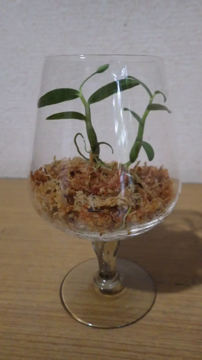 未使用 らんま1/2アクリルプレート らんま＆あかね と シャンプー
