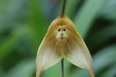モンキーオーキッド｜園芸日記by京都府立植物園｜みんなの趣味の園芸