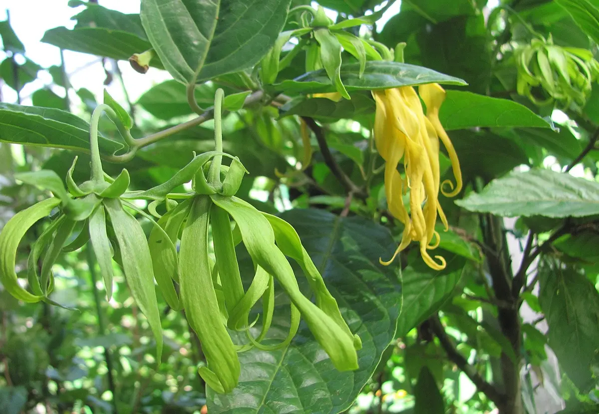 イランイラン鉢植え 開花中 蕾多数 26-1 イランイラン鉢植え 開花中 蕾多数