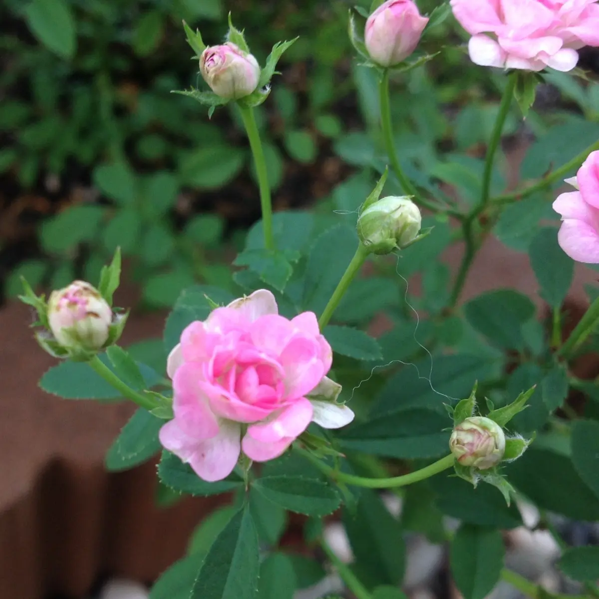 貴重美品】湖に咲く薔薇