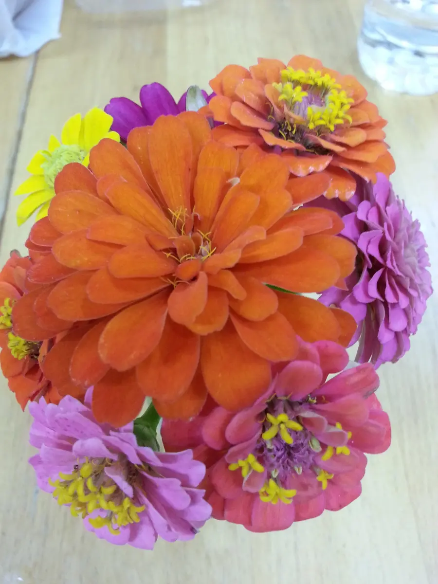 押し花｜園芸日記byゼラニウム｜みんなの趣味の園芸｜249332