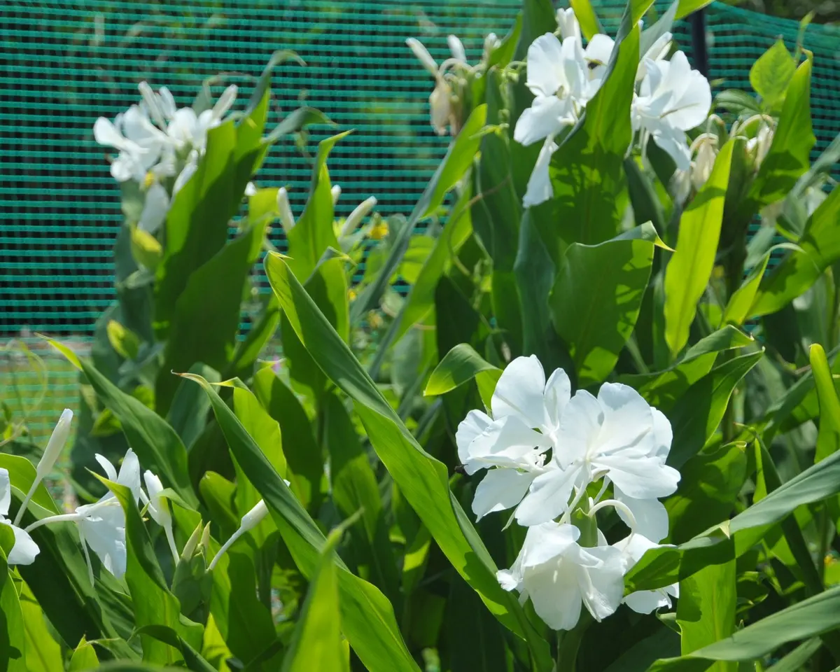 ジンジャーリリーの苗(根っこ) いつもお世話になっております。今回もよろしくお願いします