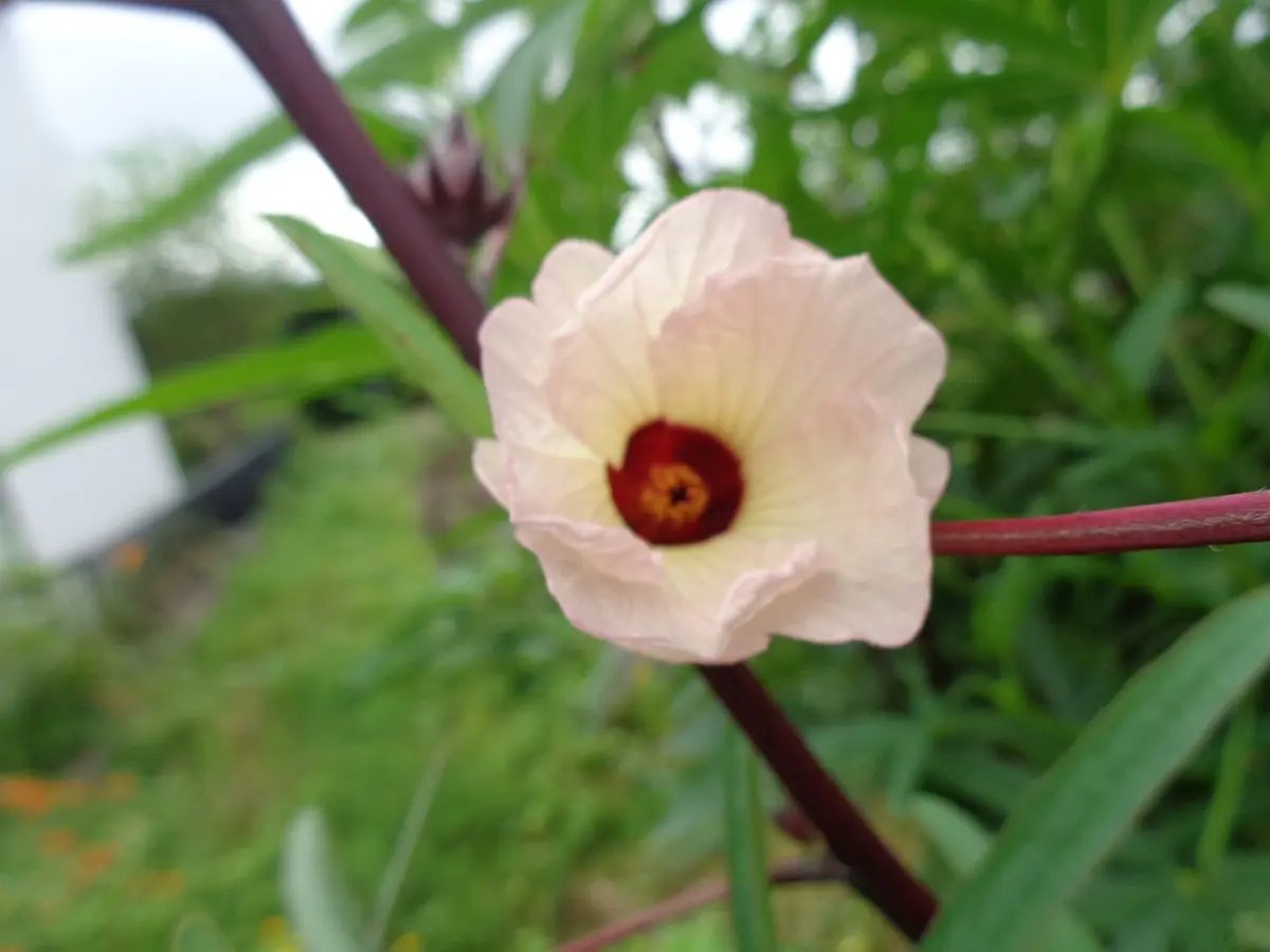 ローゼルが咲き始めました。｜園芸日記byやっぱり花が好き｜みんなの 