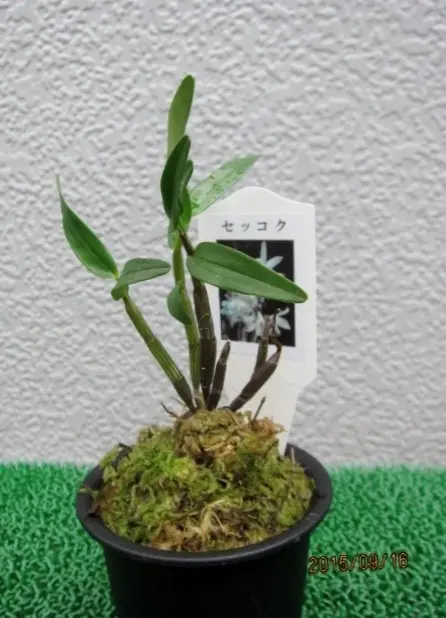 フウランとセッコク｜園芸日記byビィ玉｜みんなの趣味の園芸｜251534