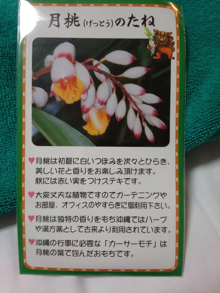 史上最も激安 沖縄の花の種｜園芸日記bywakaba｜みんなの趣味の園芸｜251823 アートフラワー材料