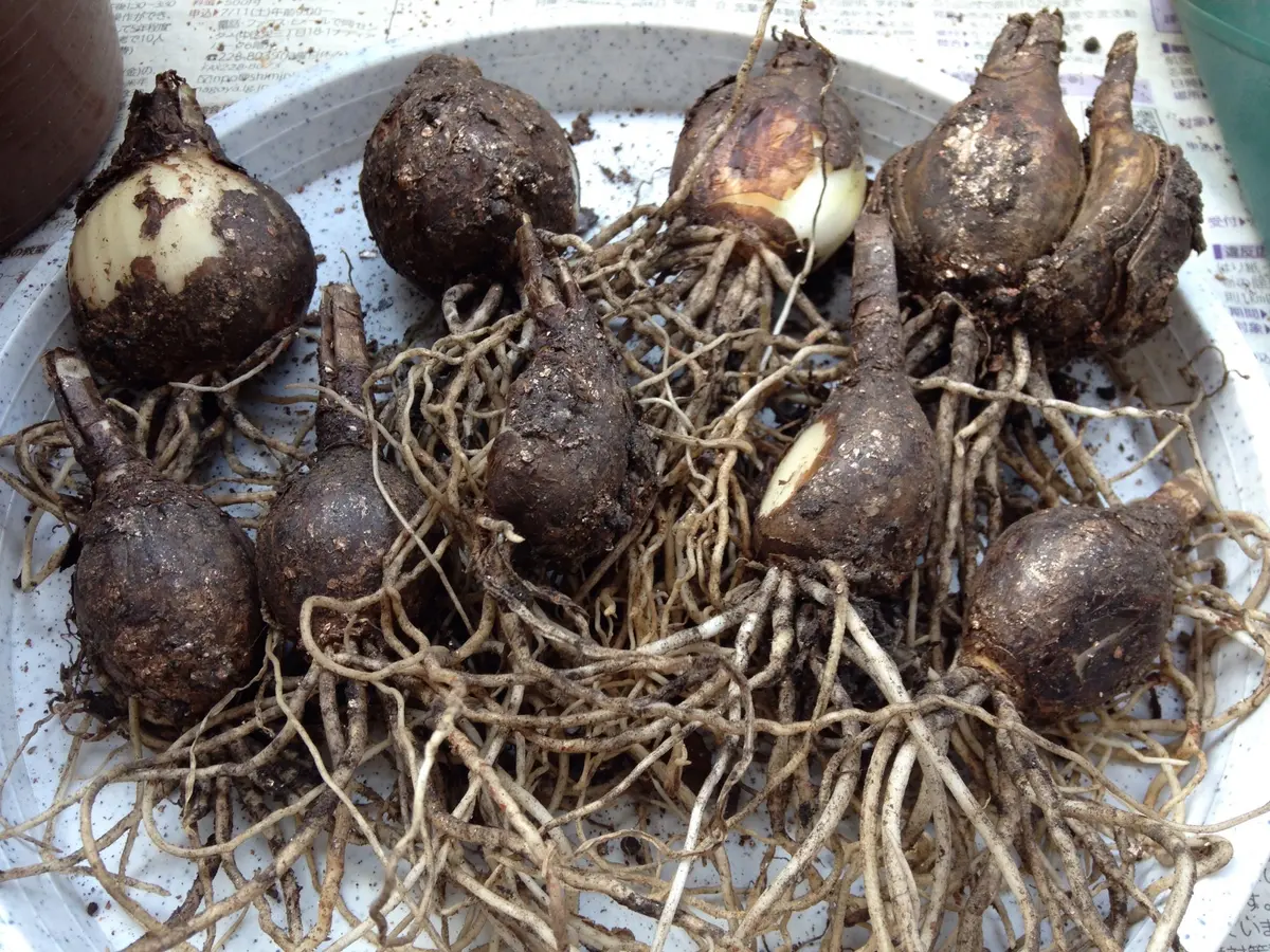 リコリスの植え替え｜園芸日記byeikoai｜みんなの趣味の園芸｜251909