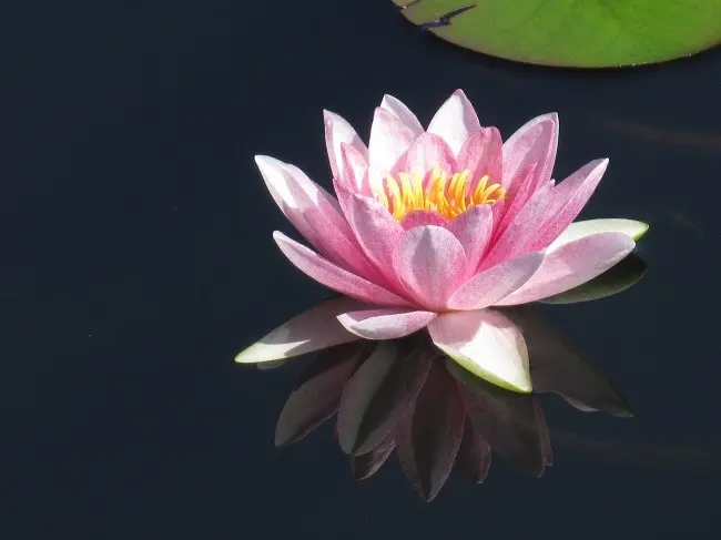 コウホネ（河骨）て知ってますか？｜園芸日記byりぼん☆｜みんなの趣味