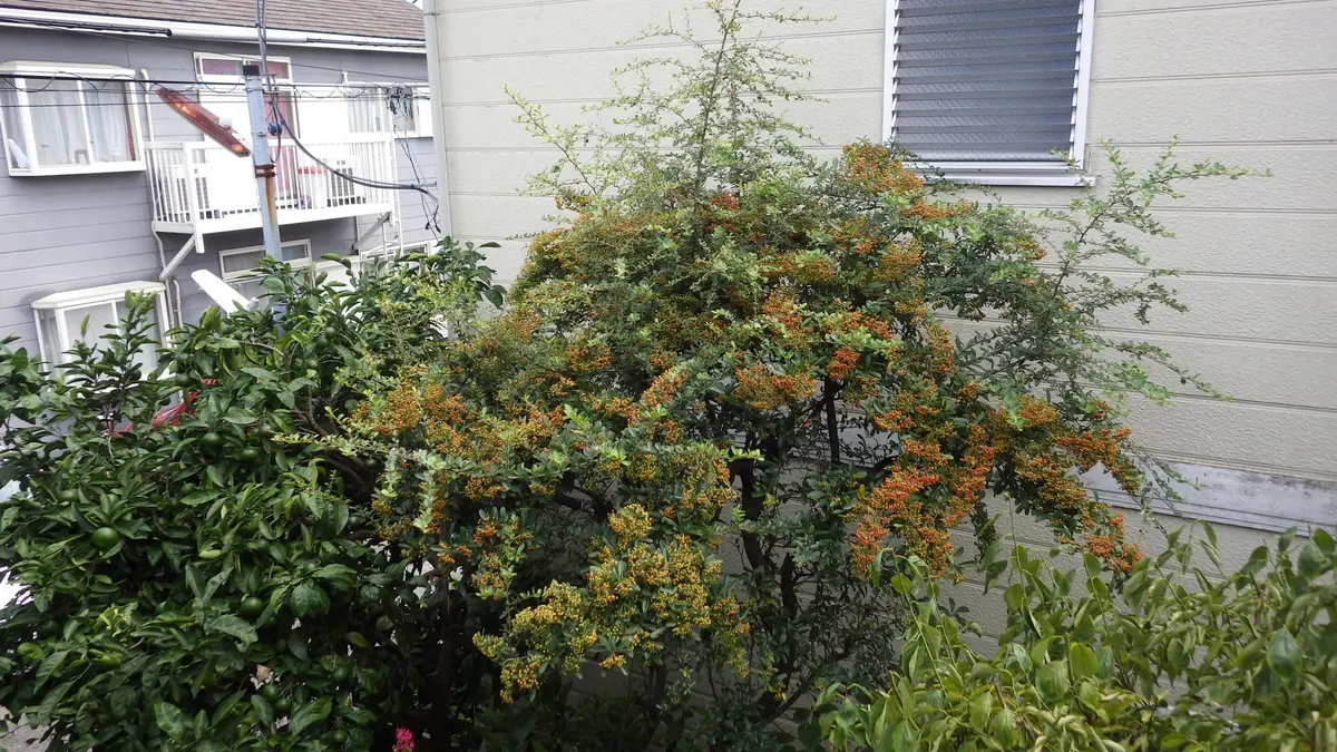 ピラカンサの剪定｜園芸日記byお散歩カメ吉｜みんなの趣味の園芸｜252184