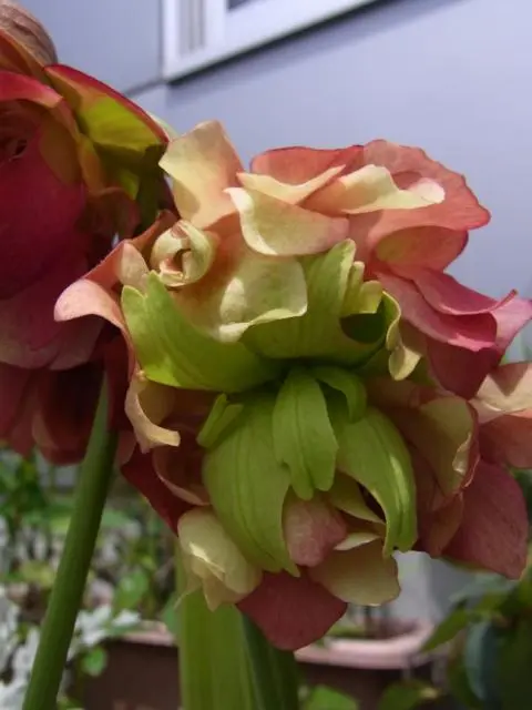 ぷ*ん様 食虫植物　サラセニア　八重咲き ぷ*ん様 食虫植物 サラセニア 八重咲き