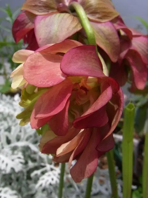 ぷ*ん様 食虫植物 サラセニア 八重咲き 園芸ネット本店｜サラセニア