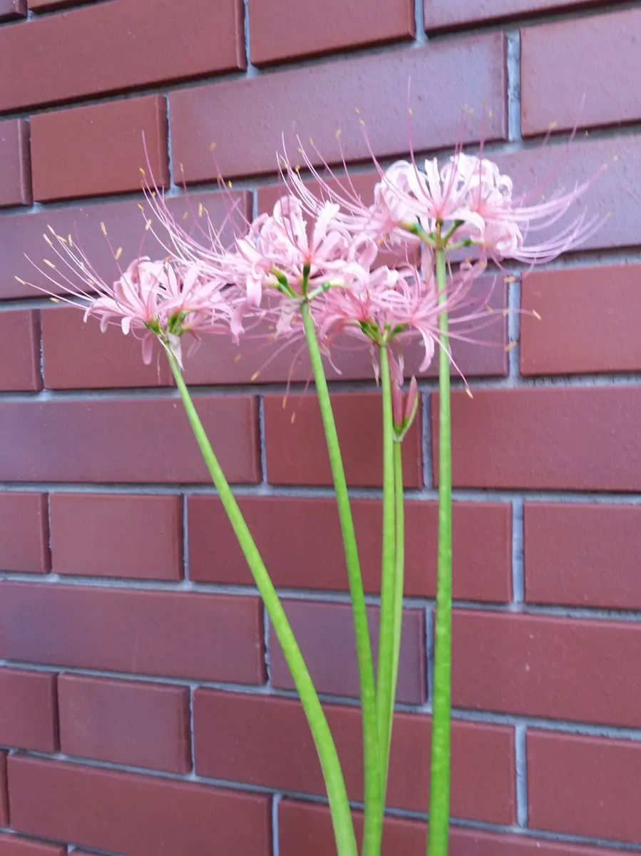 今年も開花中・彼岸花（ピンク）｜園芸日記by金子 明人