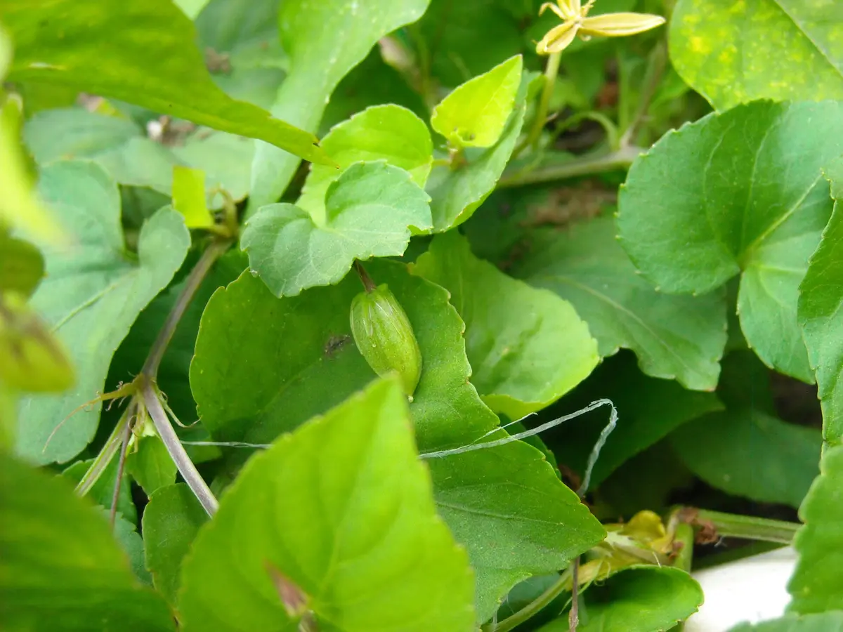 近所に生えてた葉っぱです ほうの葉っぱ！！ - 株式会社いろどり