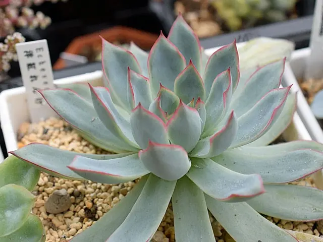 多肉植物の紅葉狩り 多肉の紅葉狩り｜園芸日記bysaita｜みんなの趣味の園芸｜253994