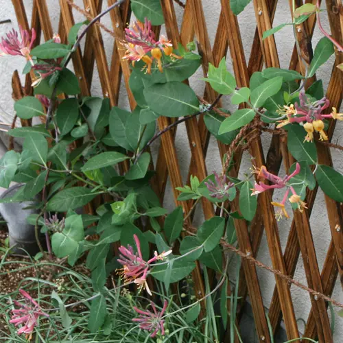 ハニーサックルの甘い香り[i:203]｜園芸日記bychackee｜みんなの趣味の