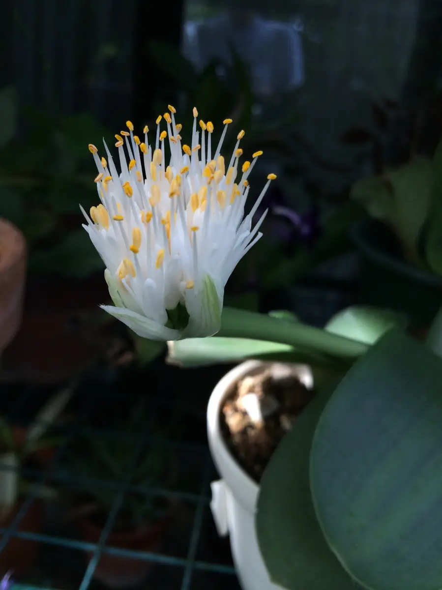 マユハケオモト：白花3.5号ポット の通販 | 園芸ネット
